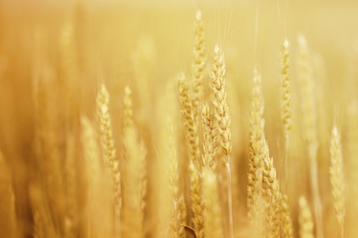 Zasady prawidłowego etykietowania pasz - materiały paszowe, mieszanki, dodatki, premiksy, karmy